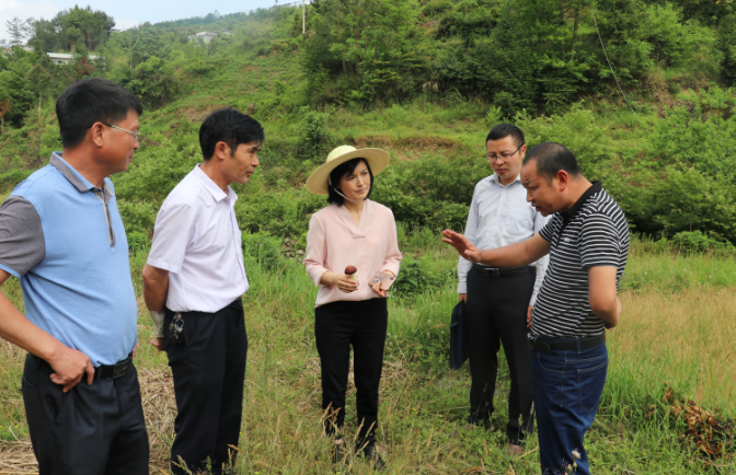 紫云自治县委常委袁媛同志到板当镇调研两委一队三个人作用发挥情况