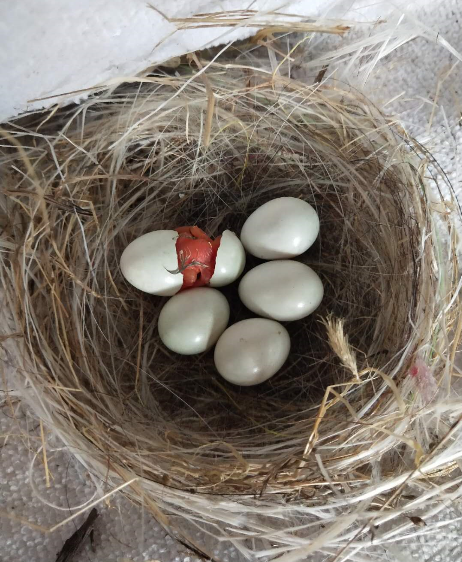 经了解,该鸟蛋为五个纯白色鸟蛋,不是常见的麻雀蛋,通过手机手电筒