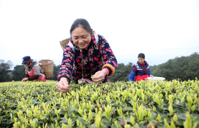 春节采春茶 茶农乐融融